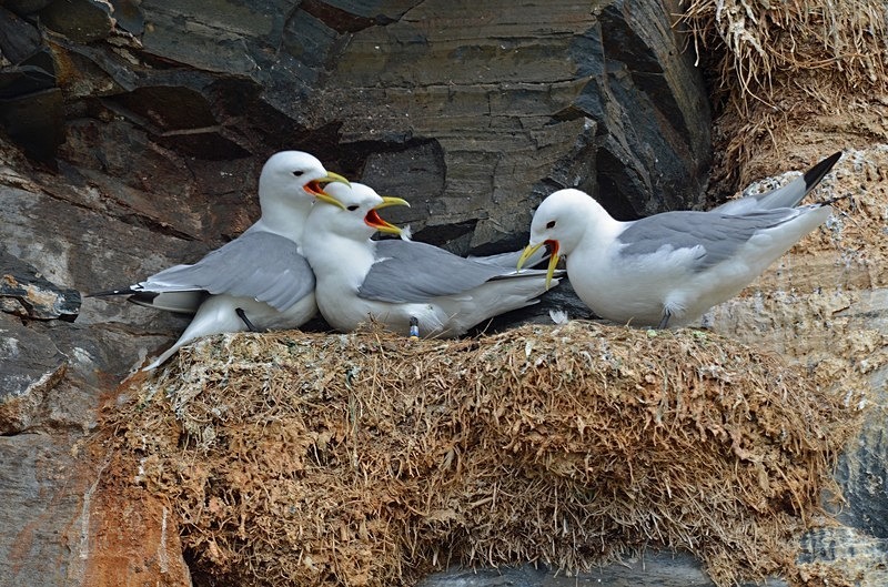 Kittiwakes - North Norway