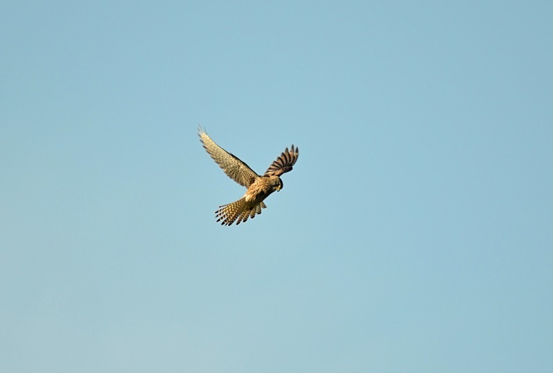 Kestrel - Birds of prey