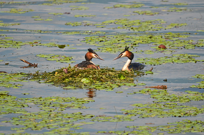 Great Crested Grebes - Central Macedonia