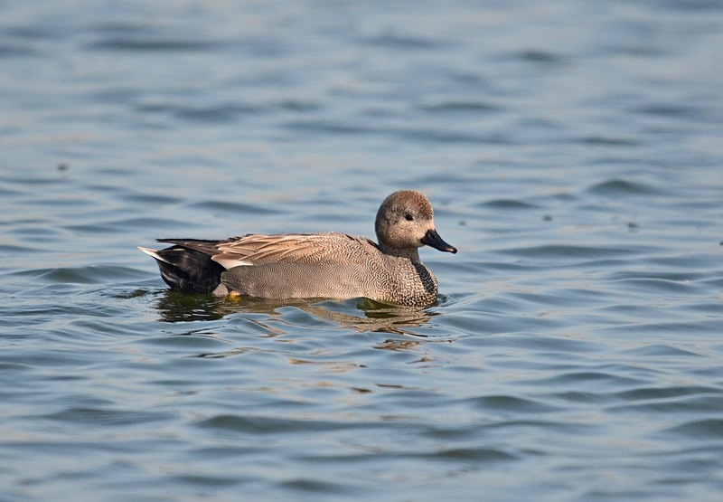 Gadwall - Dabbling ducks