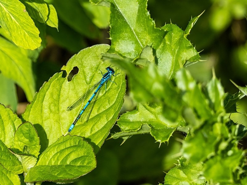 Azure Damselfly - Dragonflies and damselflies