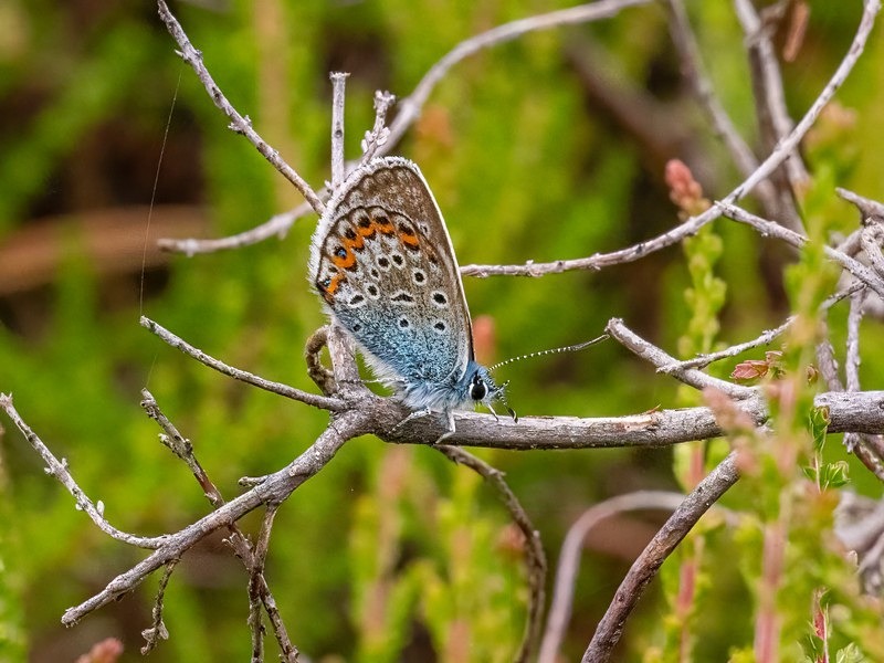 Silver-studded Blue - Butterflies