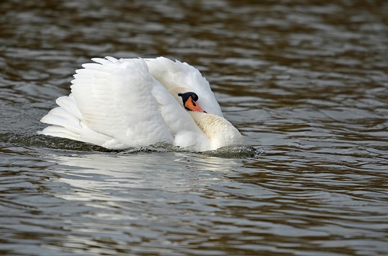 Mute Swan - Mute Swans