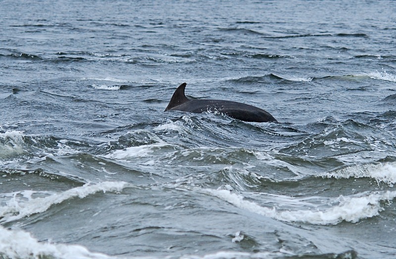 Bottlenose Dolphin - Whales and dolphins