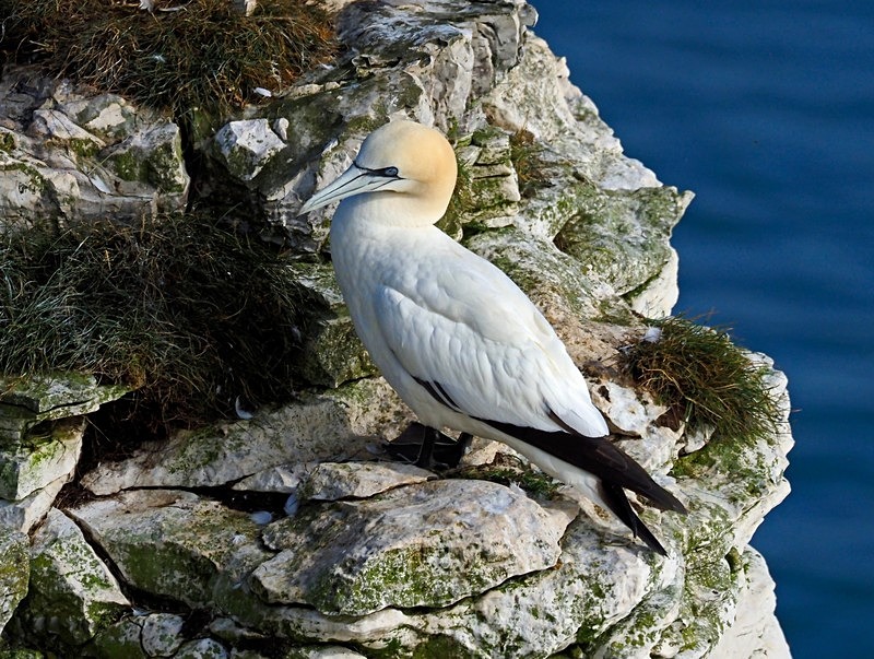 Gannet - Gannets