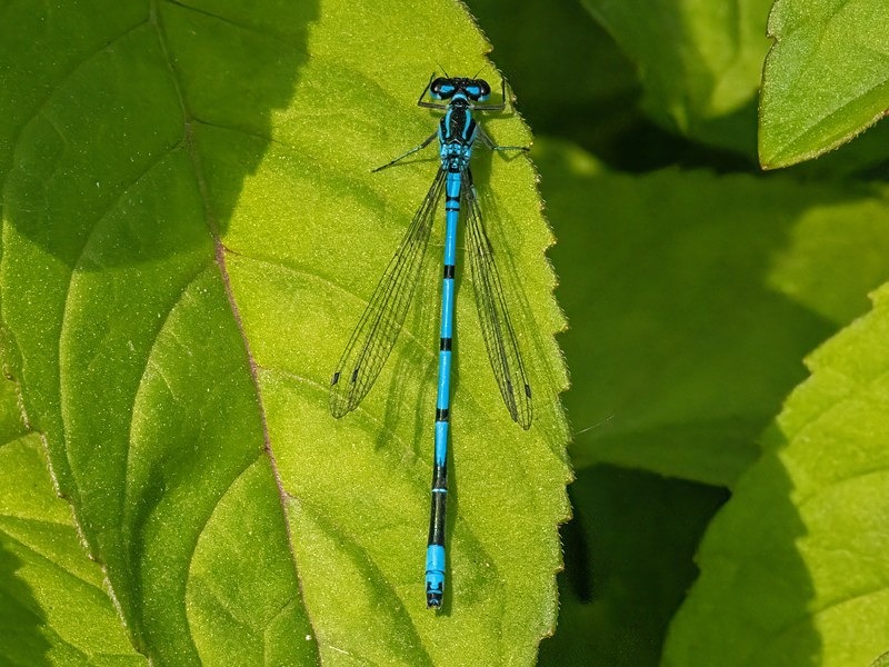Azure Damselfly - Dragonflies and damselflies