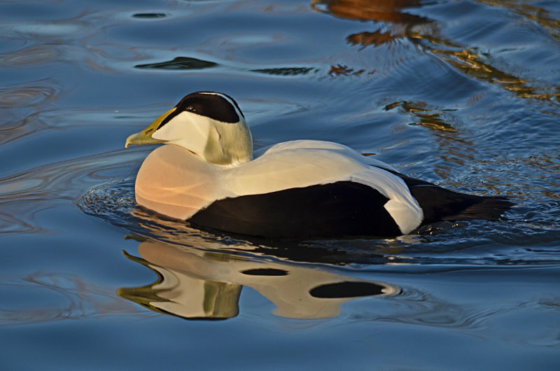 Eider - Diving ducks
