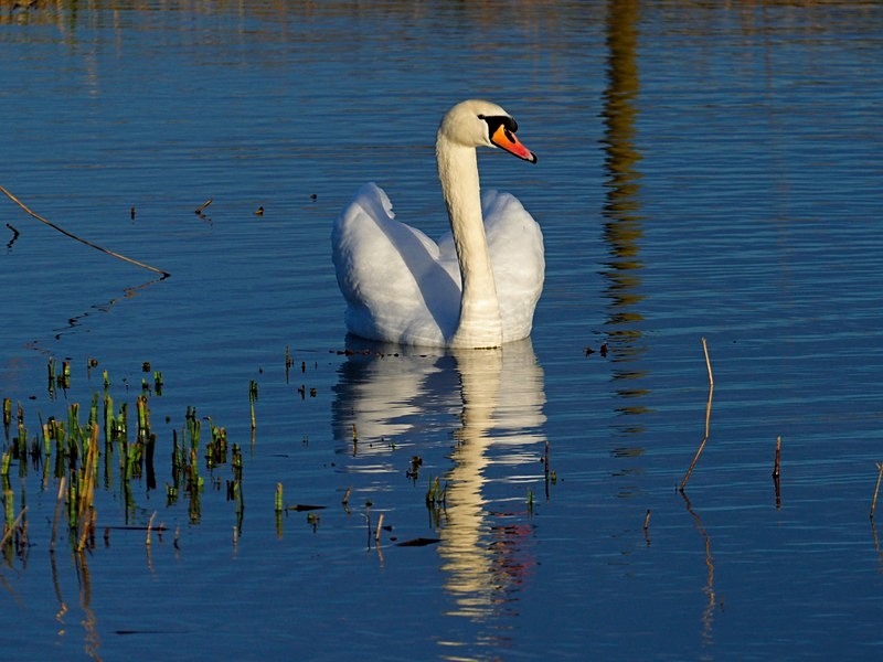Mute Swan - Mute Swans