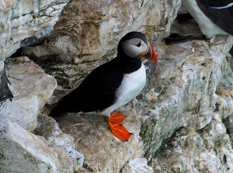 Puffin - Puffins