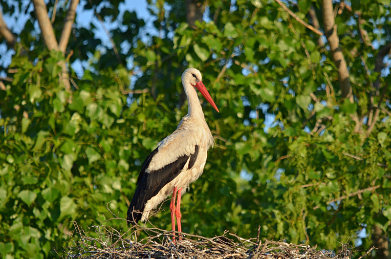 White Stork - West Macedonia