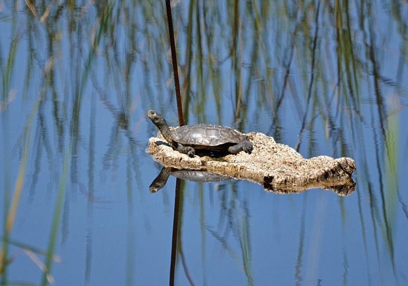 Spanish Terrapin - South and west Spain - April and May 2012