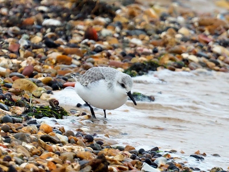 Sanderling - Sandpipers