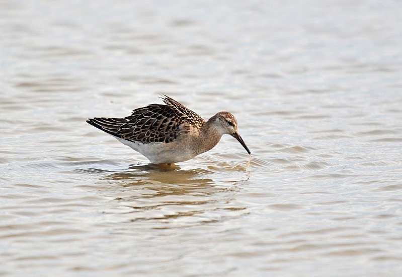Ruff - Sandpipers