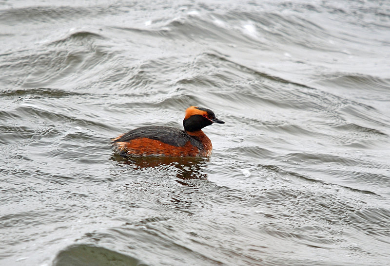 Slavonian Grebe - North east Iceland
