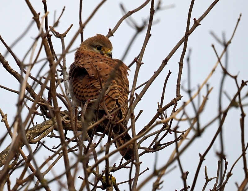 Kestrel - Birds of prey
