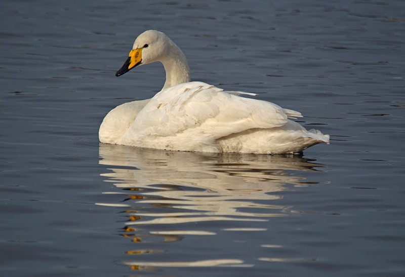 Whooper Swan - Whooper and Bewick's Swans
