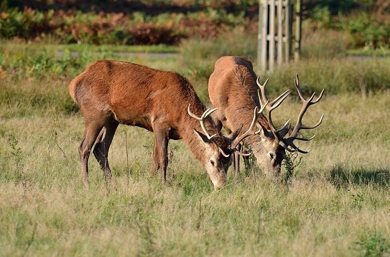 Red Deer - Red Deer