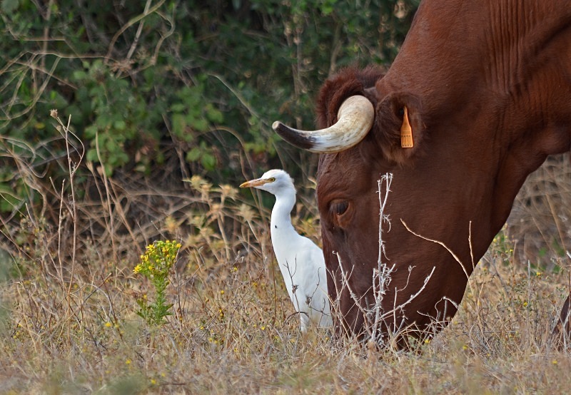 Cattle Egret - South Spain - September 2013