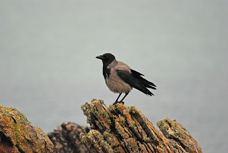 Hooded Crow - Crows