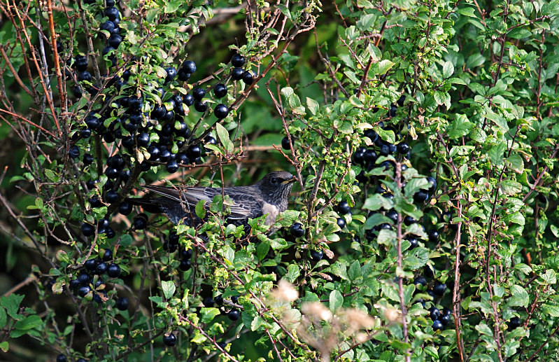 Ring Ousel - Thrushes