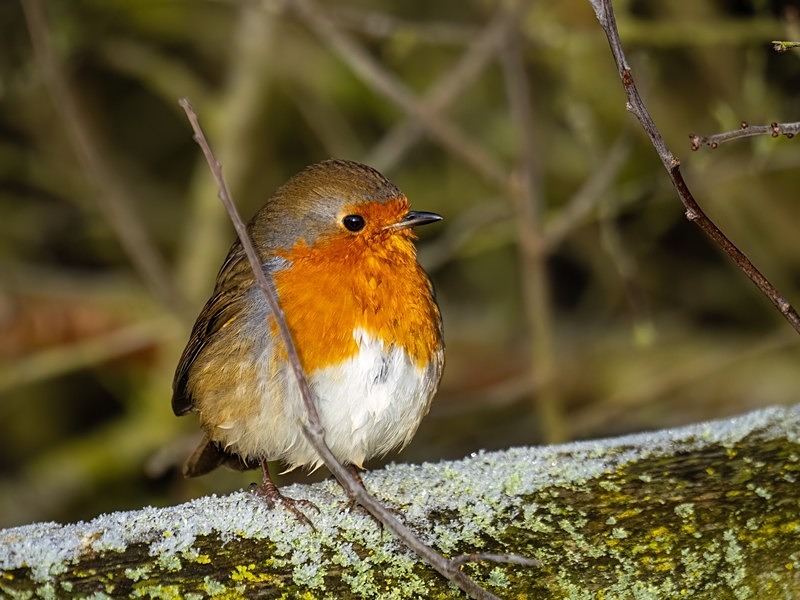 Robin - Robins