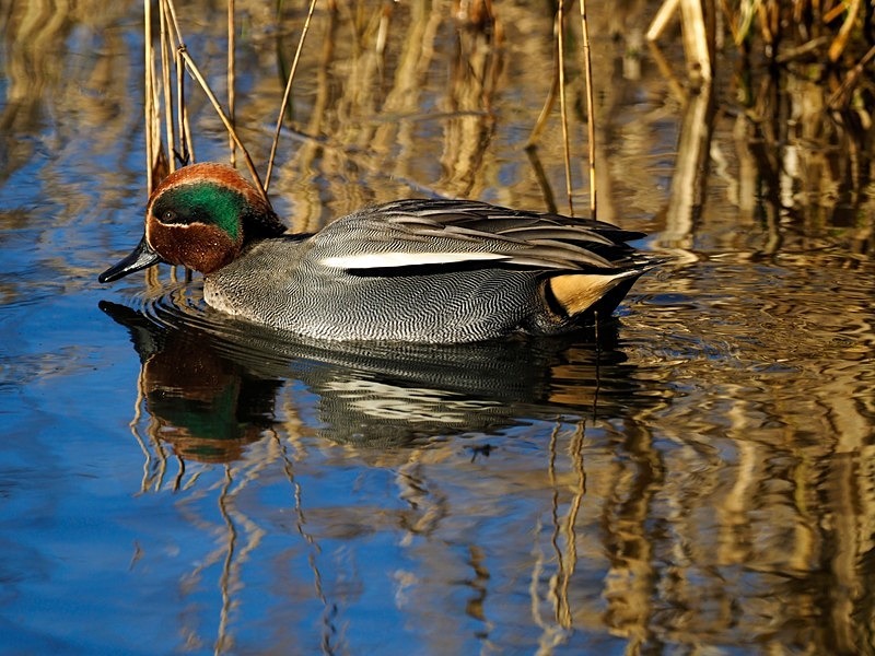 Teal - Dabbling ducks