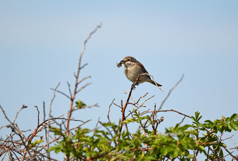 Red-backed Shrike - Estonia