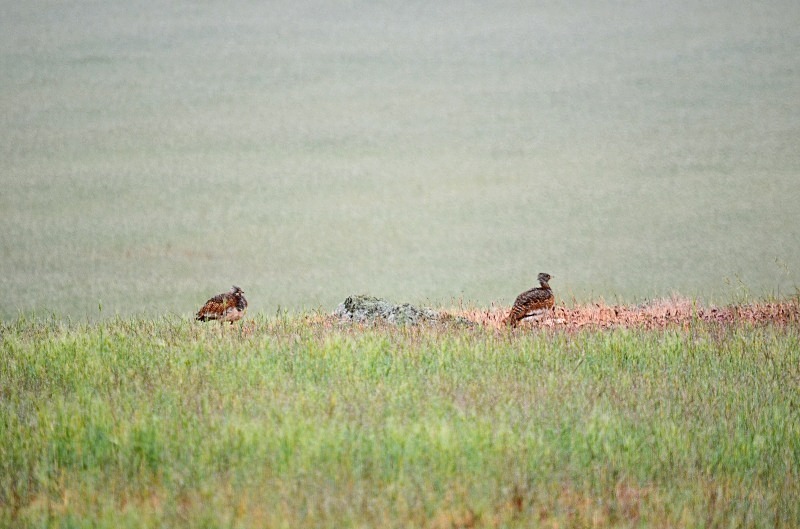Great Bustards - South and west Spain - April and May 2012
