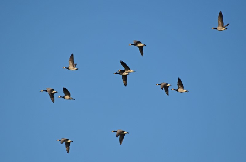 Barnacle Geese - Black geese