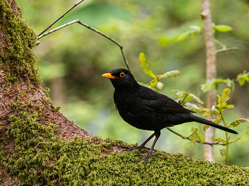 Blackbird - Latest photos