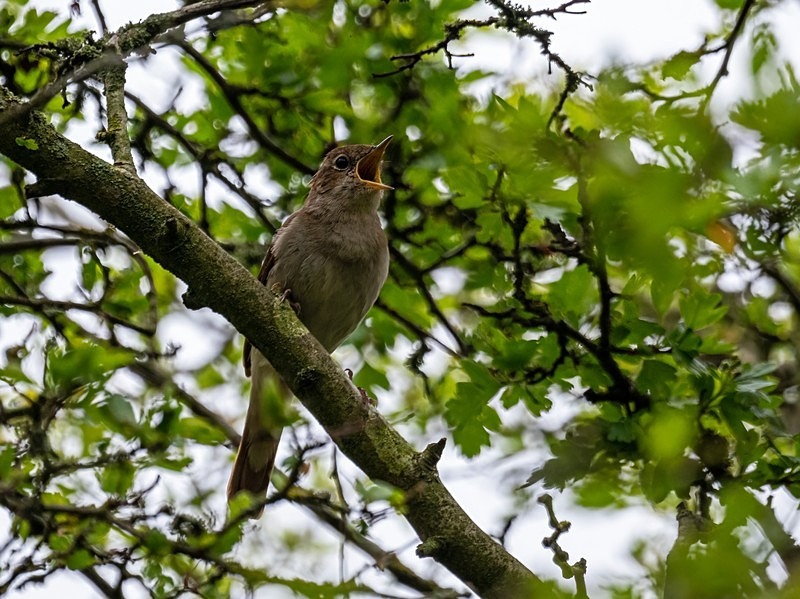 Nightingale - Nightingales
