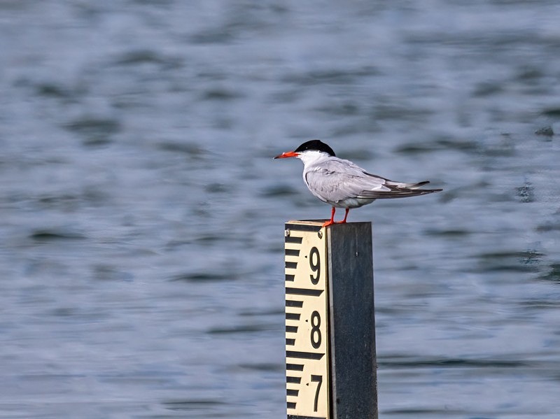 Common Tern - Terns