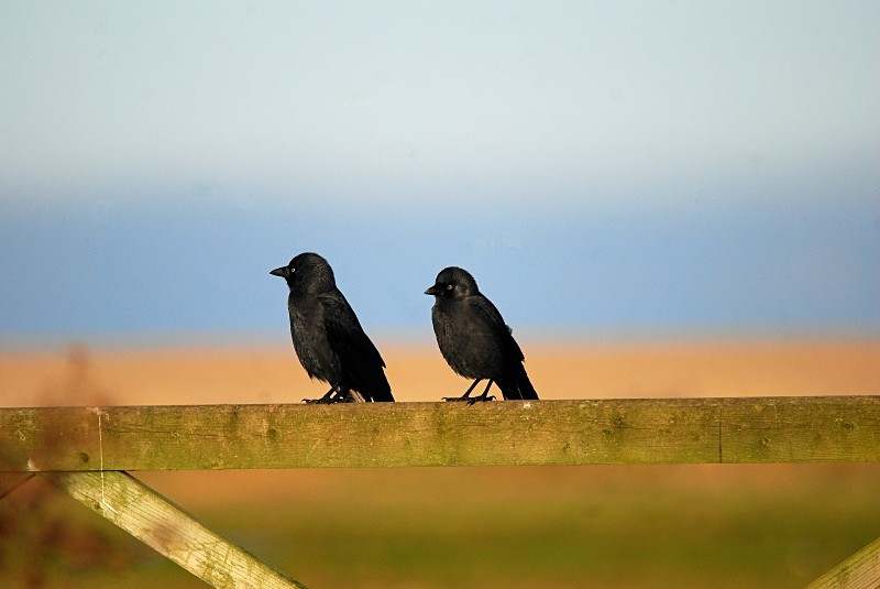 Jackdaws - Crows