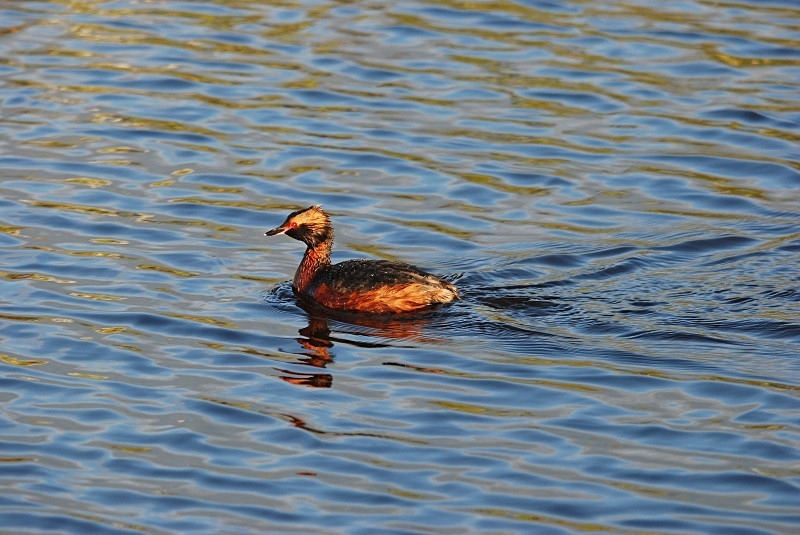 Slavonian Grebe - North Finland and north Norway - May and June 2009