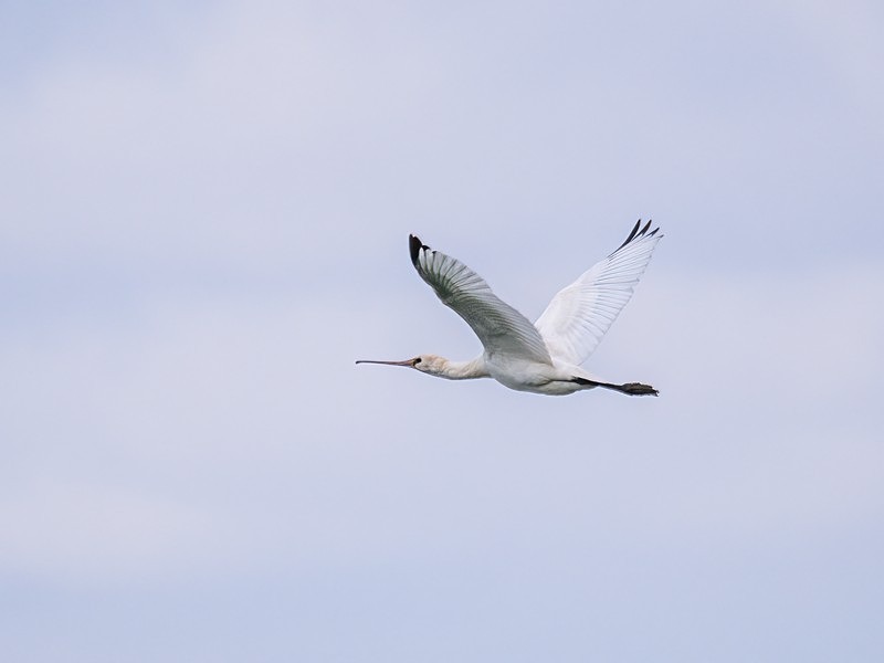 Spoonbill - Spoonbills