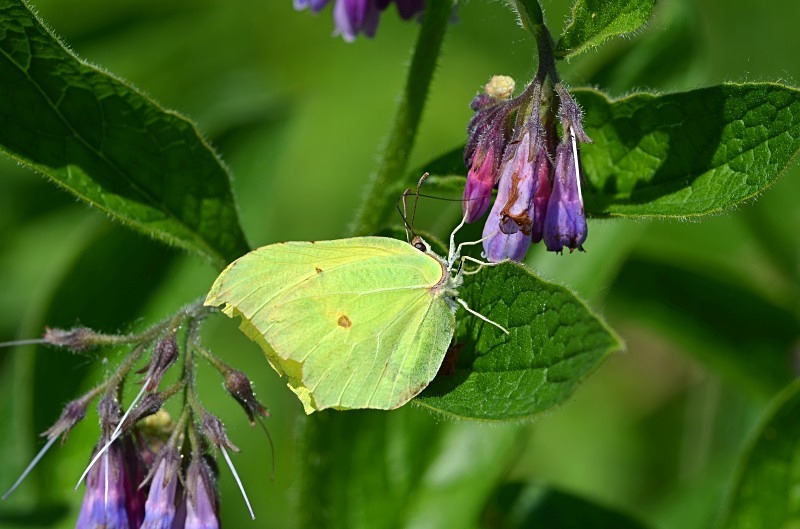 Brimstone - Butterflies
