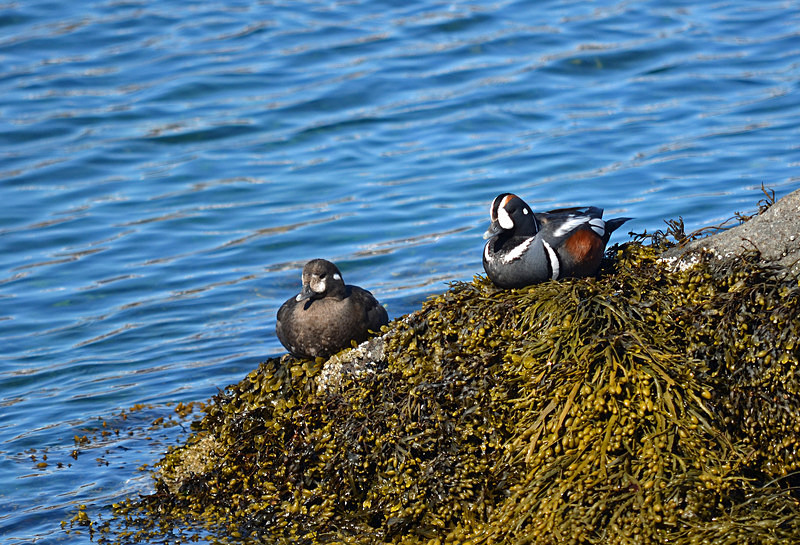 Harlequin Ducks - Westfjords