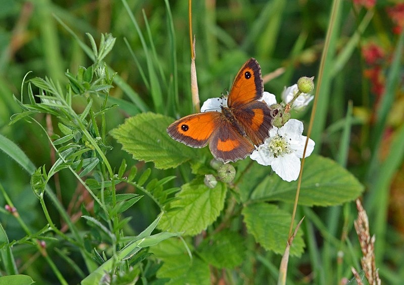 Gatekeeper - Butterflies
