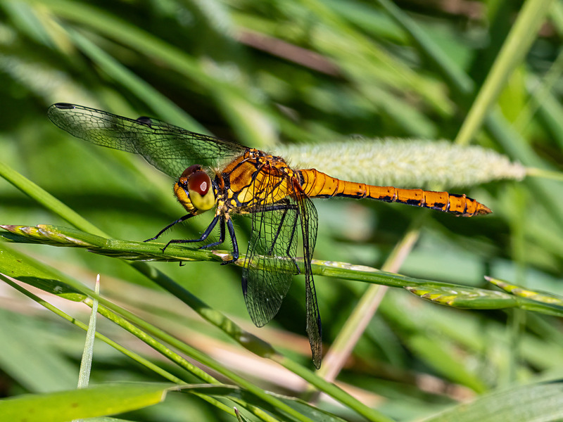 Ruddy Darter - Latest photos