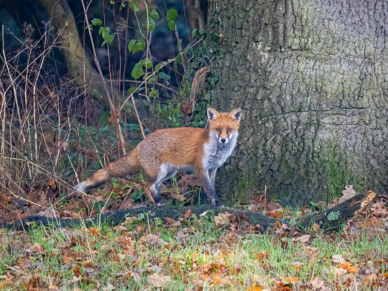 Red Fox - Latest photos