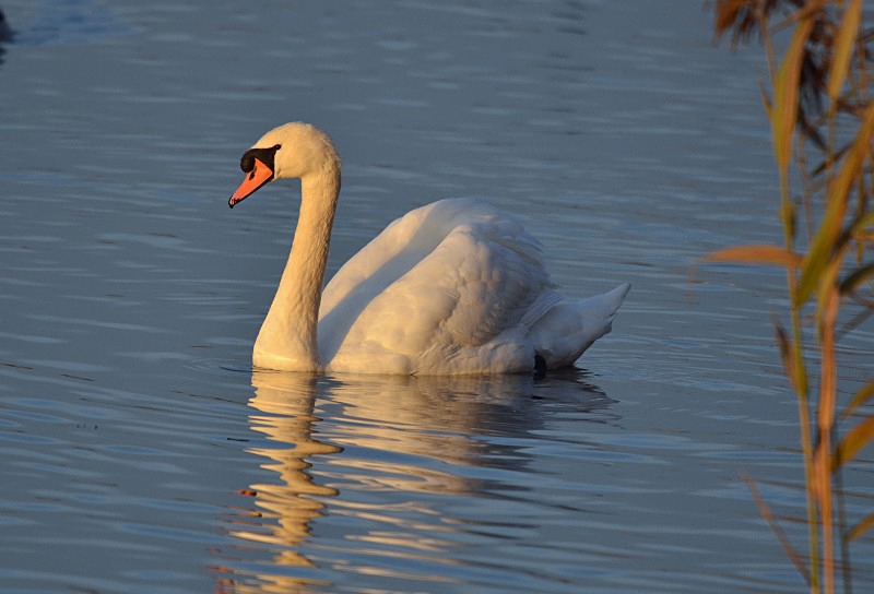 Mute Swan - Mute Swans