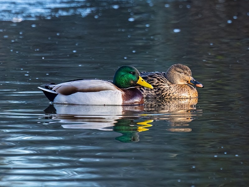 Mallards - Dabbling ducks