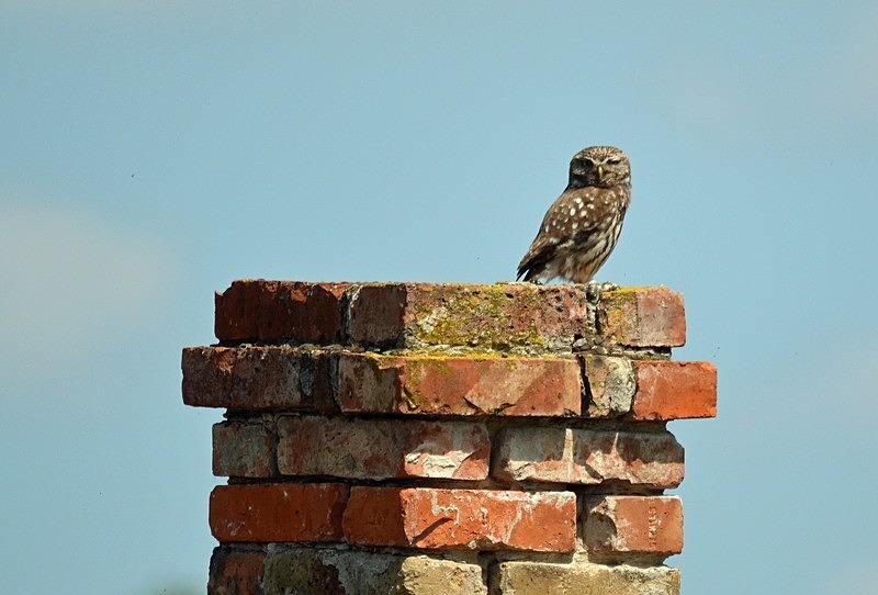 Little Owl - Hungary
