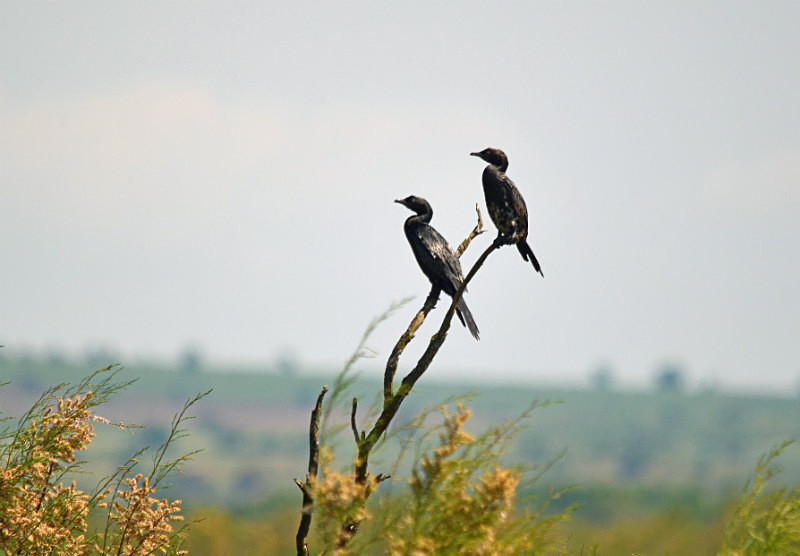 Pygmy Cormorants - East Macedonia and Thrace
