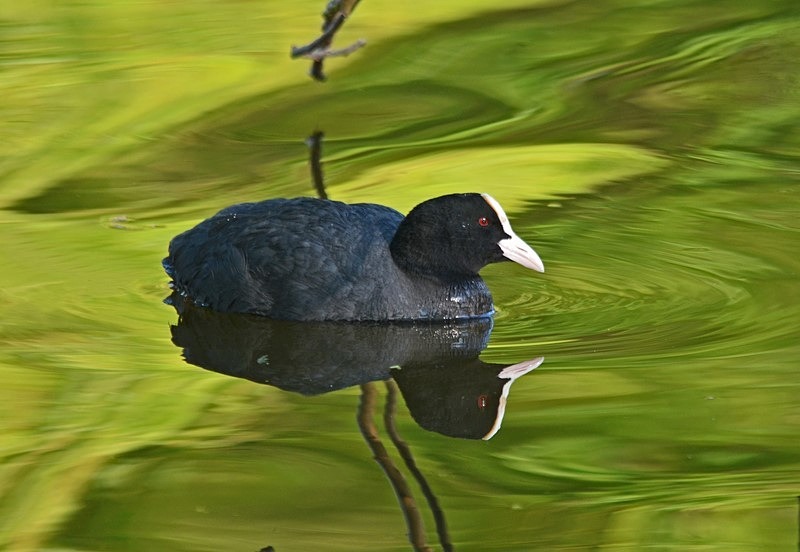 Coot - Crakes and rails