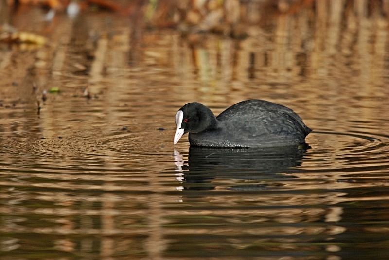 Coot - Crakes and rails
