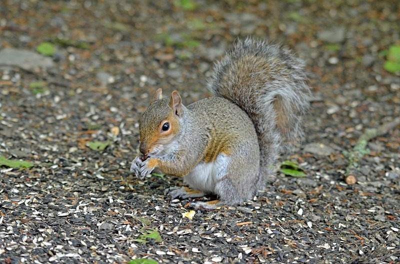 Grey Squirrel - Grey Squirrels