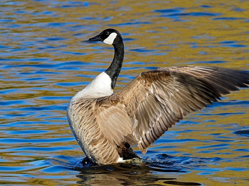 Canada Goose - Black geese