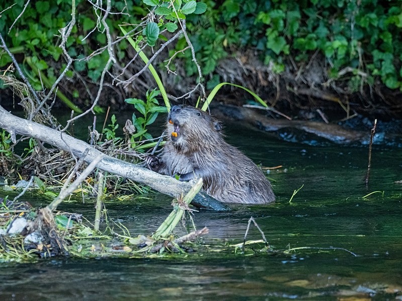 Eurasian Beaver - Eurasian Beaver