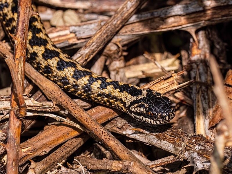 Adder - Snakes